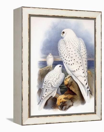 Illustration of Falcons, 1873-John Gould-Framed Premier Image Canvas