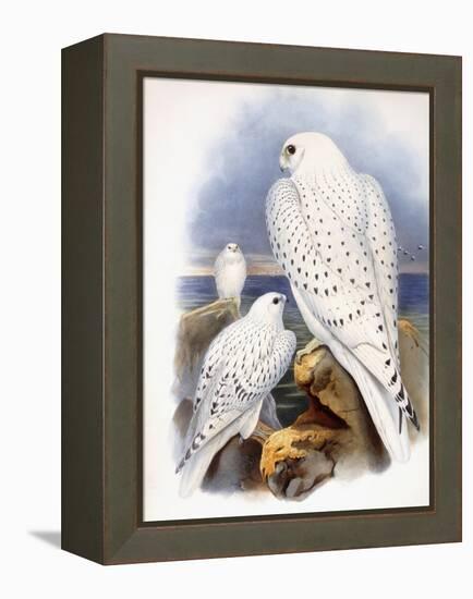 Illustration of Falcons, 1873-John Gould-Framed Premier Image Canvas