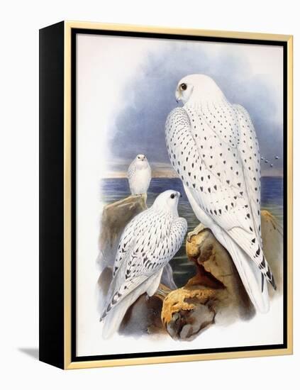 Illustration of Falcons, 1873-John Gould-Framed Premier Image Canvas