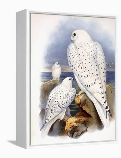 Illustration of Falcons, 1873-John Gould-Framed Premier Image Canvas