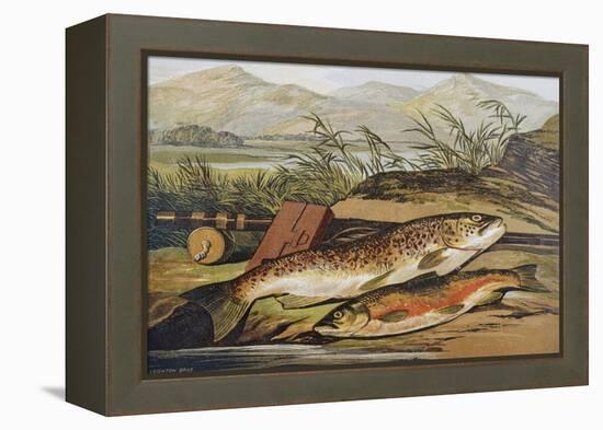 Illustration of Fishing Tackle with a Trout and a Charr-Bettmann-Framed Premier Image Canvas