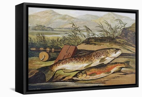 Illustration of Fishing Tackle with a Trout and a Charr-Bettmann-Framed Premier Image Canvas