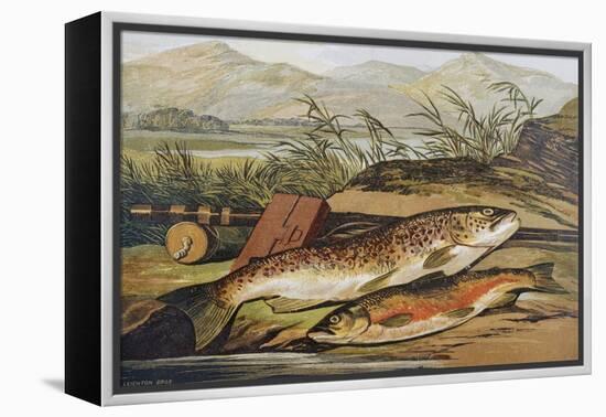 Illustration of Fishing Tackle with a Trout and a Charr-Bettmann-Framed Premier Image Canvas