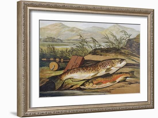 Illustration of Fishing Tackle with a Trout and a Charr-Bettmann-Framed Giclee Print