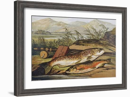 Illustration of Fishing Tackle with a Trout and a Charr-Bettmann-Framed Giclee Print