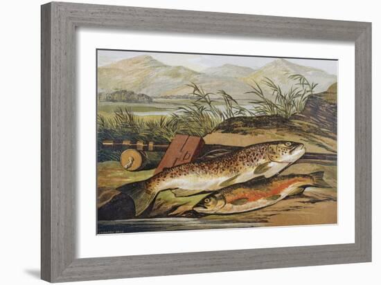 Illustration of Fishing Tackle with a Trout and a Charr-Bettmann-Framed Giclee Print