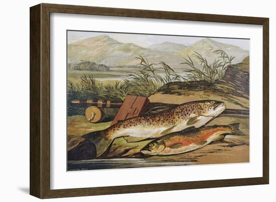 Illustration of Fishing Tackle with a Trout and a Charr-Bettmann-Framed Giclee Print