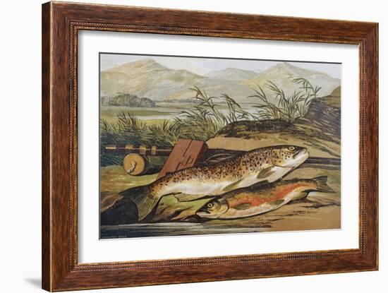 Illustration of Fishing Tackle with a Trout and a Charr-Bettmann-Framed Giclee Print