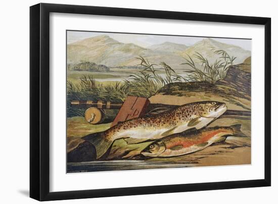 Illustration of Fishing Tackle with a Trout and a Charr-Bettmann-Framed Giclee Print