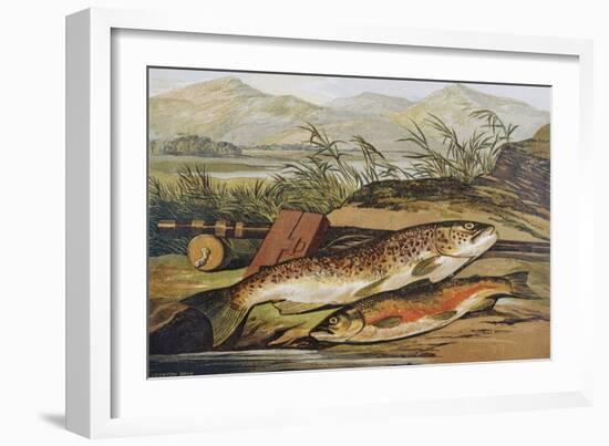 Illustration of Fishing Tackle with a Trout and a Charr-Bettmann-Framed Giclee Print
