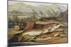 Illustration of Fishing Tackle with a Trout and a Charr-Bettmann-Mounted Giclee Print