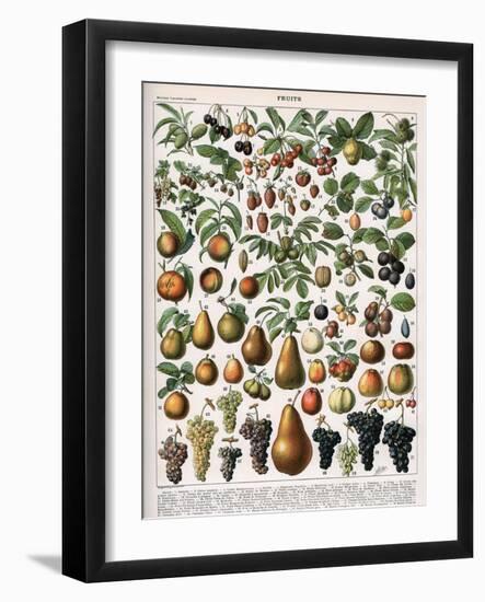 Illustration of Fruit Varieties, C.1905-10-Alillot-Framed Giclee Print