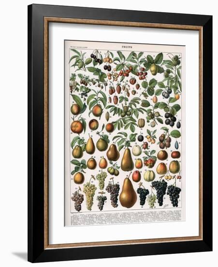 Illustration of Fruit Varieties, C.1905-10-Alillot-Framed Giclee Print