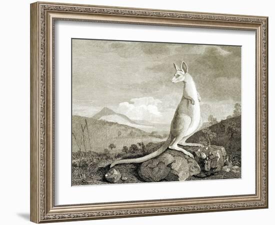 Illustration of Kangaroo-null-Framed Giclee Print