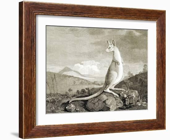 Illustration of Kangaroo-null-Framed Giclee Print