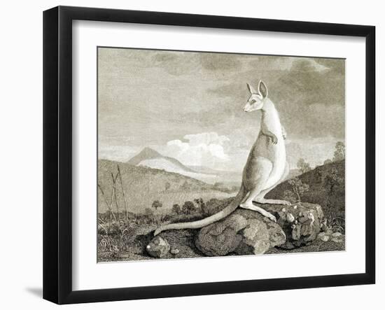Illustration of Kangaroo-null-Framed Giclee Print