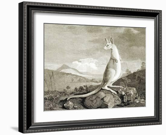 Illustration of Kangaroo-null-Framed Giclee Print