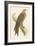 Illustration of Kite on Branch-null-Framed Art Print