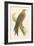 Illustration of Kite on Branch-null-Framed Art Print