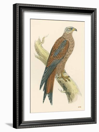 Illustration of Kite on Branch-null-Framed Art Print