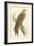 Illustration of Kite on Branch-null-Framed Art Print