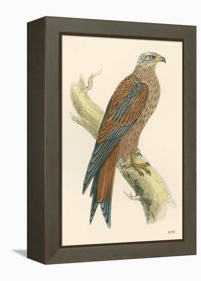 Illustration of Kite on Branch-null-Framed Stretched Canvas