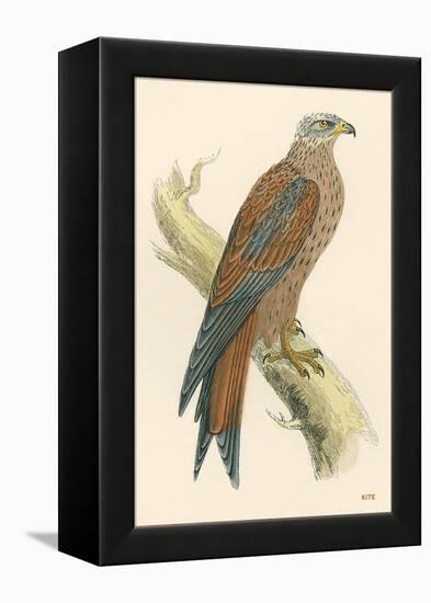 Illustration of Kite on Branch-null-Framed Stretched Canvas