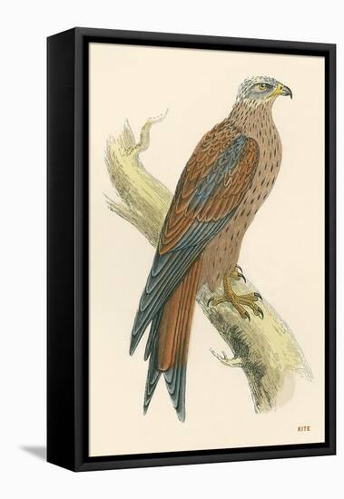 Illustration of Kite on Branch-null-Framed Stretched Canvas