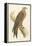 Illustration of Kite on Branch-null-Framed Stretched Canvas