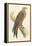 Illustration of Kite on Branch-null-Framed Stretched Canvas