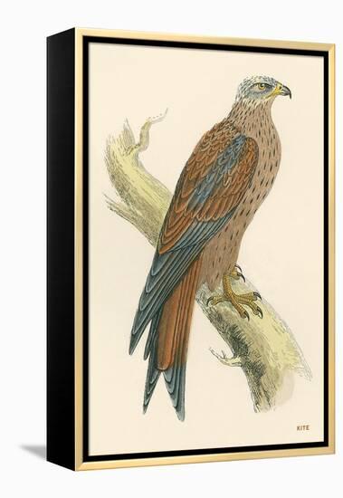 Illustration of Kite on Branch-null-Framed Stretched Canvas
