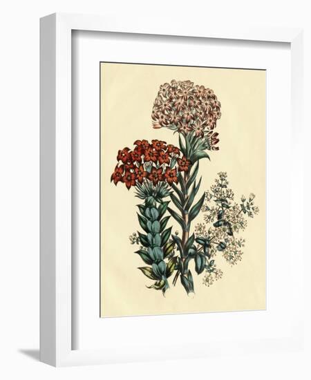 Illustration of Leafy and Colorful Flowers-Bettmann-Framed Giclee Print