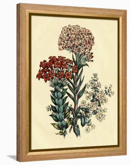 Illustration of Leafy and Colorful Flowers-Bettmann-Framed Premier Image Canvas