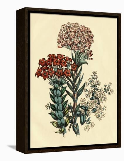 Illustration of Leafy and Colorful Flowers-Bettmann-Framed Premier Image Canvas