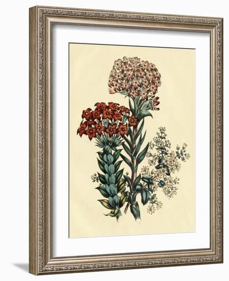 Illustration of Leafy and Colorful Flowers-Bettmann-Framed Giclee Print