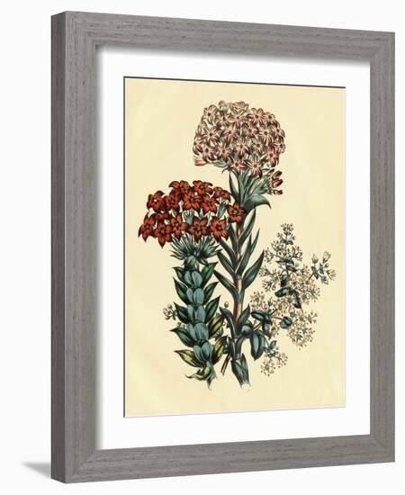 Illustration of Leafy and Colorful Flowers-Bettmann-Framed Giclee Print