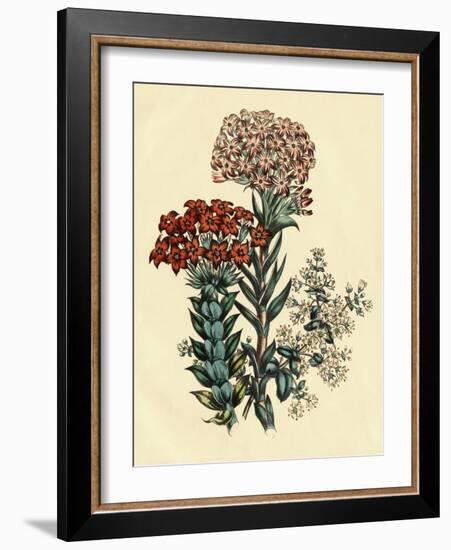 Illustration of Leafy and Colorful Flowers-Bettmann-Framed Giclee Print