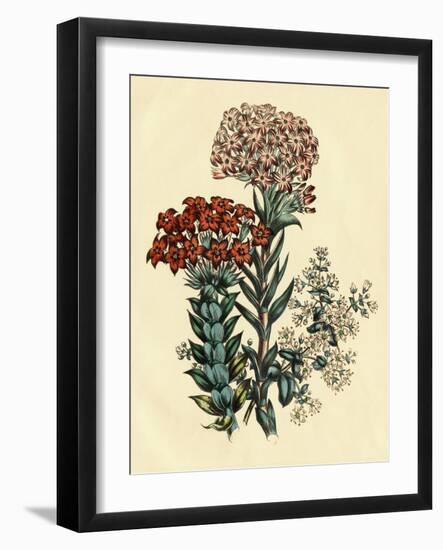 Illustration of Leafy and Colorful Flowers-Bettmann-Framed Giclee Print