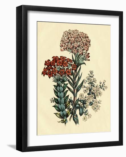 Illustration of Leafy and Colorful Flowers-Bettmann-Framed Photographic Print