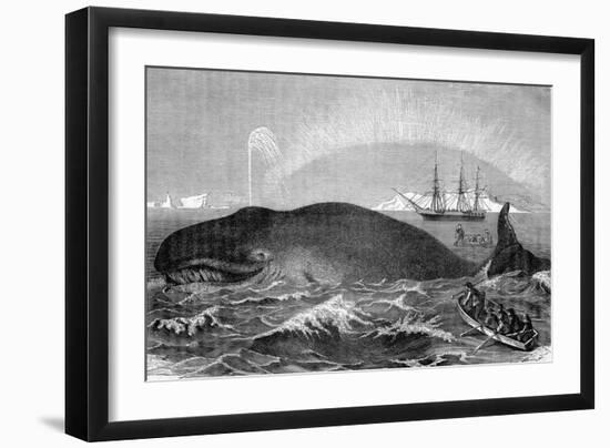 Illustration of Men Attacking Whale with Hand Harpoon-null-Framed Giclee Print