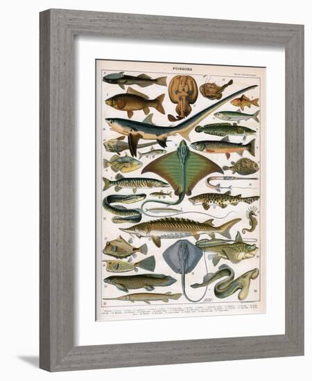 Illustration of Ocean Fish, C.1905-10-Alillot-Framed Giclee Print