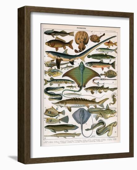 Illustration of Ocean Fish, C.1905-10-Alillot-Framed Giclee Print