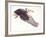 Illustration of Osteodontornis in Flight on White Background-null-Framed Giclee Print