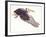 Illustration of Osteodontornis in Flight on White Background-null-Framed Giclee Print