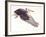 Illustration of Osteodontornis in Flight on White Background-null-Framed Giclee Print