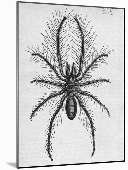 Illustration of Persian False Spider-null-Mounted Giclee Print