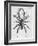 Illustration of Persian False Spider-null-Framed Giclee Print
