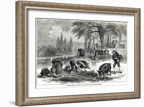 Illustration of Pigs Truffle Hunting-null-Framed Giclee Print