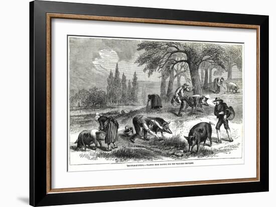 Illustration of Pigs Truffle Hunting-null-Framed Giclee Print