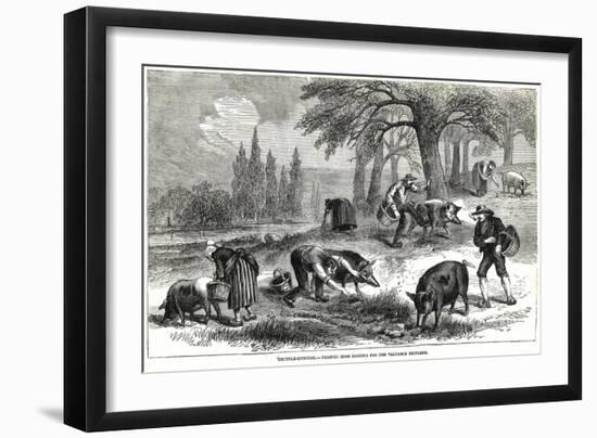 Illustration of Pigs Truffle Hunting-null-Framed Giclee Print